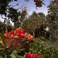 فروش-زمین-باغی-مناسب-برای-سرمایه-گذاری