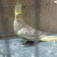 عروس هلندی|پرنده|قم, در بهشت|دیوار