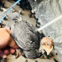 جوجه مرغ وخروس محلی واکسن خورده|حیوانات مزرعه|شیراز, دروازه قران|دیوار