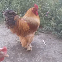 خروس برهما