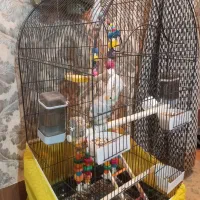 پرنده عروس هلندی|پرنده|ملایر, |دیوار