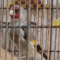 سهره کرمونی دهن زن و دو قفس فروش یا معاوضه|پرنده|شیراز, شهرک مطهری|دیوار
