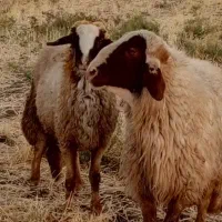 قوچ اصیل سنحابی