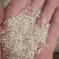 نیم دانه فجر