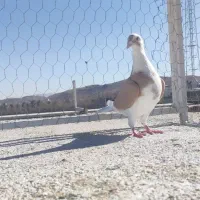 کفتر ابلق زرد|پرنده|شیراز, گویم|دیوار