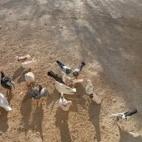 غاز مرغ کبوتر|حیوانات مزرعه|لاران, |دیوار