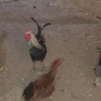 خروس|پرنده|گوآور, |دیوار