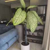 فروش پنج عدد گلدان بدلیل مهاجرت