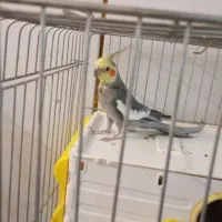 عروس هلندی|پرنده|شهرضا, |دیوار