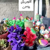 آف ویژه گل آپارتمانی|گل و گیاه طبیعی|بیرجند, |دیوار