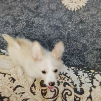 واگذاری سگ اشپیتز پامر نرو ماده