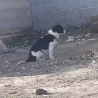 پاکوتاه گوش تیز  زرنگ برا نگهبانی باغ ویلا گوسفندی