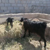 بز نژاددار بمی با بچه|حیوانات مزرعه|میبد, |دیوار