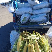 بلال کشاورزی