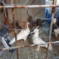 کفتر بهبهانی شهری|پرنده|شیراز, شهرک مهرگان|دیوار