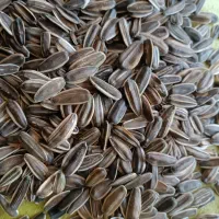 تخمه|خوردنی و آشامیدنی|سنقر, |دیوار