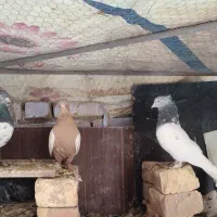 کله الماسی کله سیاه سینه زرد ماده سوسکی پلاکی|پرنده|مبارکه, |دیوار