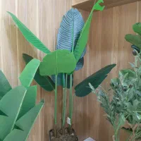 درختچه پرنده بهشتی