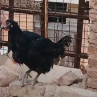 مرغ خروس اصیل محلی|حیوانات مزرعه|ورامین, خیر آباد|دیوار