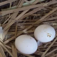 تعدادی کبوتر خوب بوشهری وچندرنگ مختلف همه اش بپرند|پرنده|دلوار, |دیوار