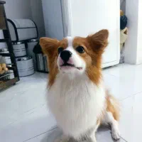 پامرروباهی|سگ|مشهد, نوید|دیوار