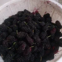 توت سیاه درجه 1