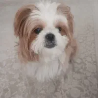 شیتزو سوپرفلت|سگ|رودهن, |دیوار