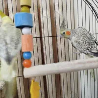 جفت عروس هلندی گل باقالی زیبا و بازیگوش|پرنده|تهران, یافتآباد|دیوار