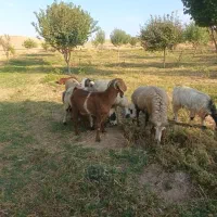 میش و بز جوان|حیوانات مزرعه|دورود, |دیوار