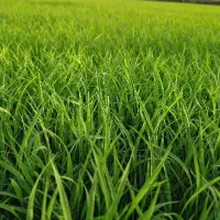 بذرشالی دمسیاه