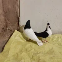 خال شیرسیاه جفتگا