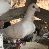 کبوتر هومر  دورگ سفید معاوضه با ماده سینه ایی|پرنده|اهواز, کیانشهر|دیوار