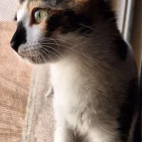 واگذاری گربه