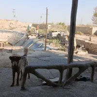 توله لاس فی 10تخفیف پایه معامله|سگ|شاهین‌شهر, برخوار غرب|دیوار