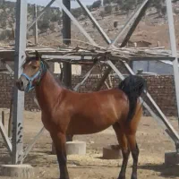 مادیان کرد اصیل