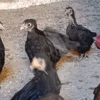 تعداد جوجه مرغ مرندی و خورس مرندی