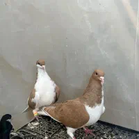 کفتر|پرنده|الوند, |دیوار