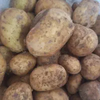 سیب زمینی محلی  مرغوب سالم بدون کود