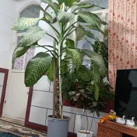 گل فروشی