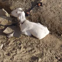 کهره مری