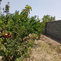 باغ چهار دیواری با آب ریشه ایی /قابلیت ساخت ویلا|فروش زمین و ملک کلنگی|تهران, صادقیه|دیوار