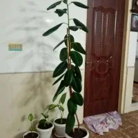 گل فیلتوس|گل و گیاه طبیعی|نیشابور, مازول|دیوار