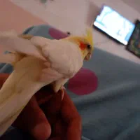 عروس هلندی