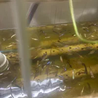 فروش عمده ماهی زینتی گوپی مولد سیستم اکواپونبک