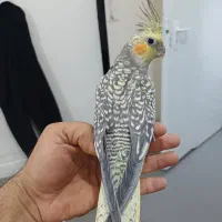 عروس هلندی