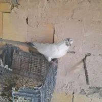 کبوتر پرشی