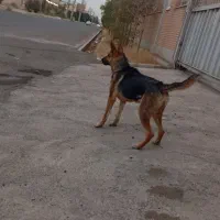 سگ ژرمن یک ساله