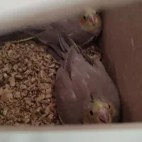 جوجه عروس هلندی|پرنده|سده (خراسان جنوبی), |دیوار