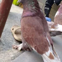 کبوتر سرخ|پرنده|فاضل آباد, |دیوار