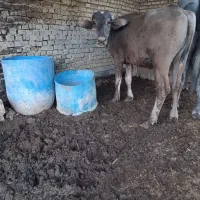 گاومیش